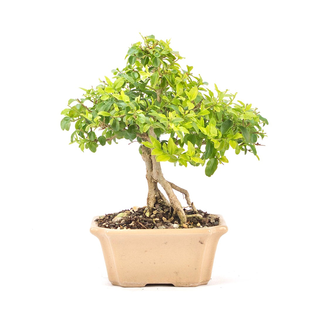 Ovalblättriger Liguster ‚Ligustrum ovalifolium‘